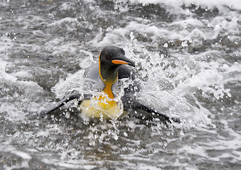 Image showing King Penguinin the water