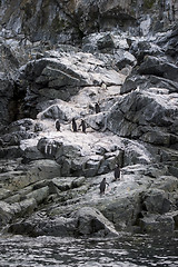 Image showing Chinstrap Penguin on the rock