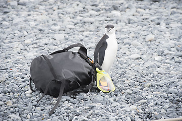 Image showing Chinstrap Penguin with bag