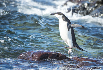 Image showing Chinstrap Penguin in the water