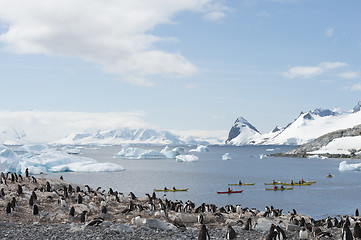 Image showing Gentoo Penguins on the nest