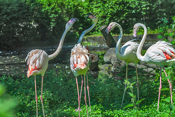 Image showing Pink flamingos in summer day