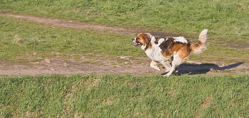 Image showing St. Bernard running