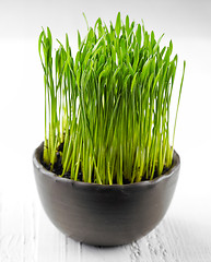 Image showing bowl of wheat grass