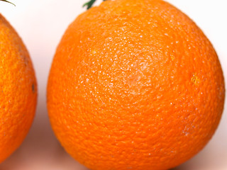 Image showing Orange fruit (Citrus)