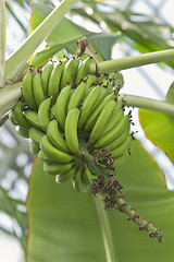 Image showing Bananas in tree