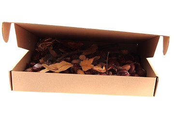 Image showing autumn forest production in the papaer box 