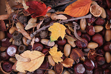 Image showing autumn forest production