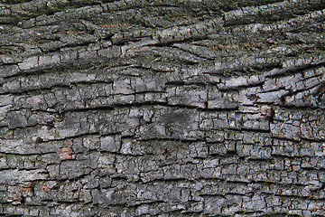 Image showing gray bark texture