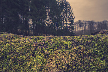 Image showing Wooden surface with moss