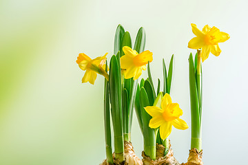 Image showing Daffodils lilys on a green background