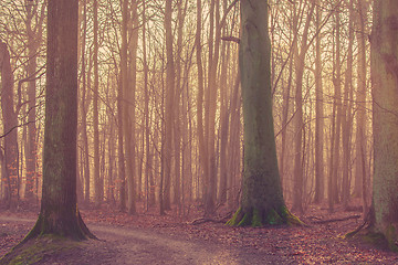 Image showing Trees with moss in the forest