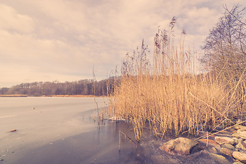 Image showing Lake in the winter with reeds