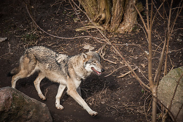 Image showing Wolf walking in a forest