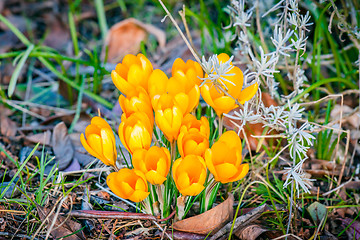 Image showing Crocus flower bouquet in a garden