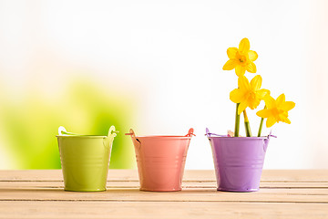 Image showing Flowerpots with yellow daffodils