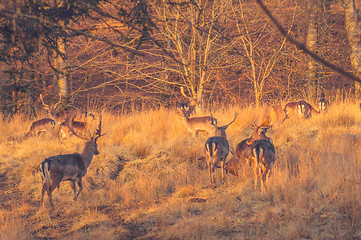 Image showing Deers on a forest meadow