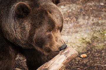 Image showing Brown bear sniffs at a wooden branch