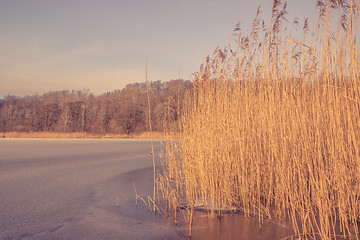 Image showing Frozen lake with reeds in the winter