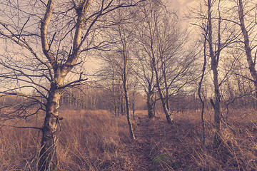 Image showing Forest train with birch trees