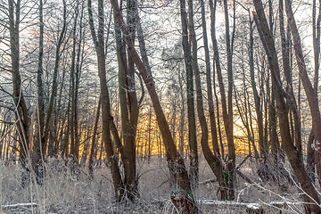 Image showing Trees covered with frost in a forest