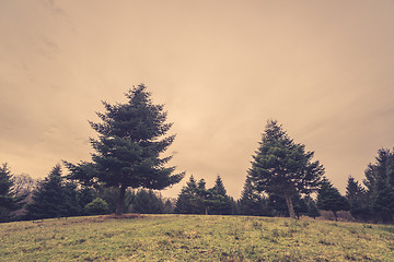 Image showing Pine trees in an autumn scenery