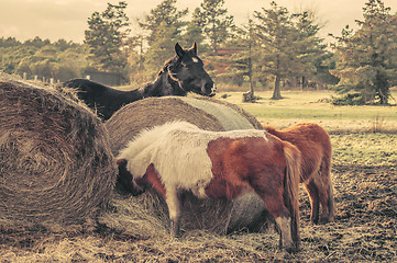 Image showing Horses eating a straw bale