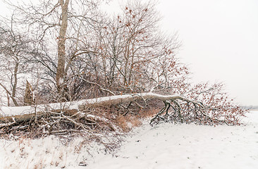 Image showing Fallen tree covered with snow