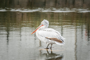 Image showing Pelican standing in a river