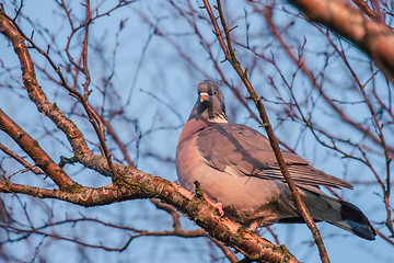 Image showing Pigeon in a tree with many branches