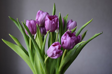 Image showing bouquet of purple tulips on a neutral