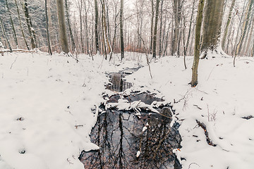 Image showing Creek in a forest in the winter