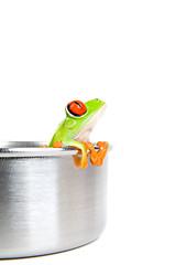 Image showing frog on cooking pot isolated