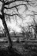 Image showing dead tree landscape b&w