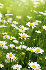 Image showing Beautiful wild daisies