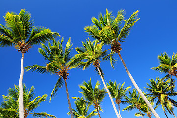 Image showing Palms on blue sky