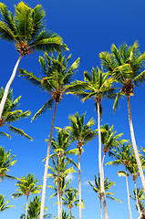 Image showing Palms on blue sky