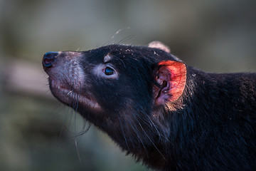 Image showing Tasmanian devil with a red ear