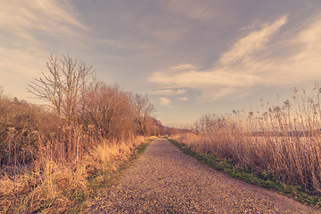 Image showing Nature trail with naked trees