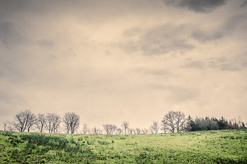 Image showing Tree silhouettes on a green field