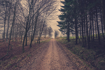 Image showing Trail in the forest in autumn