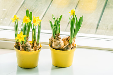 Image showing Daffodils in flowerpots at a window