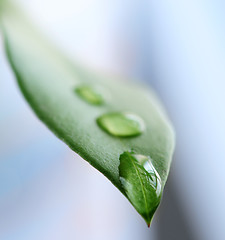 Image showing Green leaf with water drops