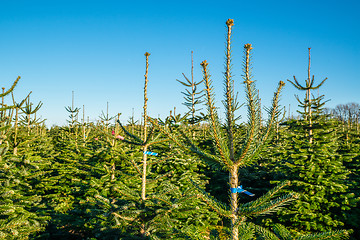 Image showing Pine trees for sale at a plantation