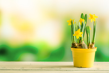 Image showing Daffodils in a flowerpot on a shelf
