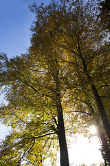 Image showing Autumnal forest