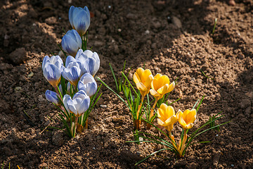 Image showing Colorful crocus flowers in the springtime