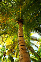 Image showing Palm tree canopies in tropical forest