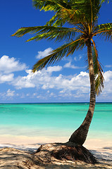 Image showing Beach of a tropical island