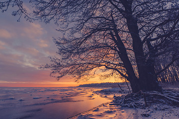 Image showing Tree silhouette at a frozen sea